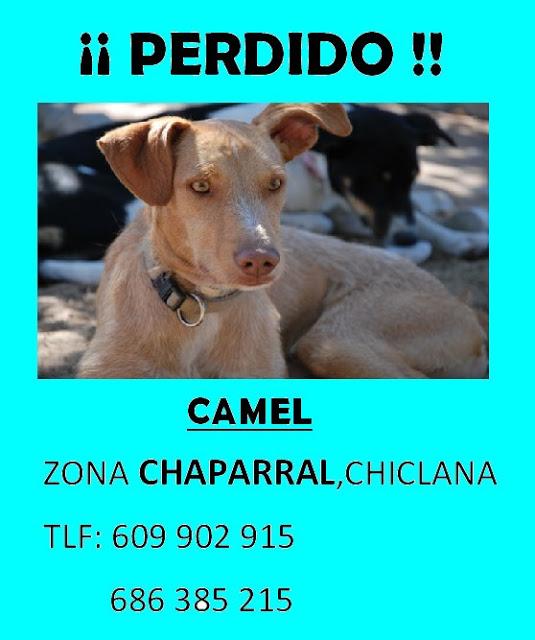Se nos ha perdido Camel (Chiclana)