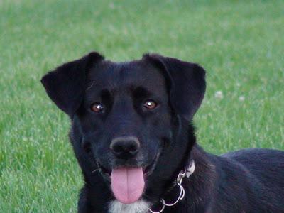 RUTH nuestra casi labradora.