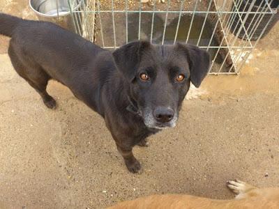 RUTH nuestra casi labradora.