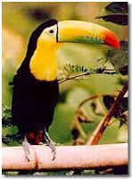 Derechos de los animales