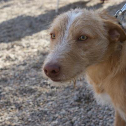 Foto: NEISS  NECESITA CASA DE ACOGIDA O ADOPCIÓN  Este pequeñin se llama Neiss. Es un podenco de tamaño mediano, pesa 13 kg, y tiene tan solo seis meses de edad. Entró en Zarpa el 15 de octubre y aun que todavía se muestra un poco tímido, esperamos que vaya cogiendo confienza en los próximos días.  ms fotos en http://www.facebook.com/media/set/?set=a.295835840525254.65071.100002965227710&type=1&l=18f3cc7620  Adopcion: adopciones@zarpa.org  Acogidas: acodidas@zarpa.org (acogidas solo Zaragoza y alrededores)  Si no puedes adoptar acoge y si no puedes acoger difunde por favor!  También puedes hacerte voluntario y vivir una gran experiencia compartiendo tu tiempo con ellos! voluntarios@zarpa.org