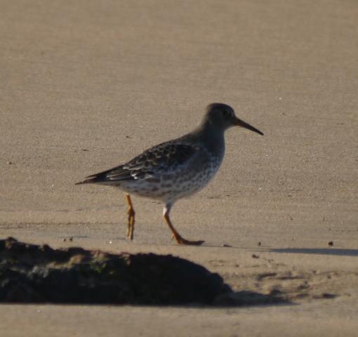 Invernantes inusuales