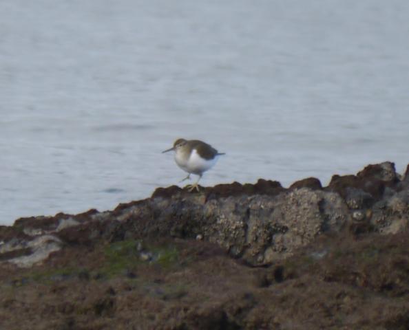 Invernantes inusuales