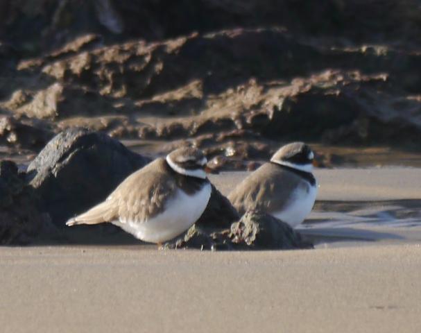 Invernantes inusuales