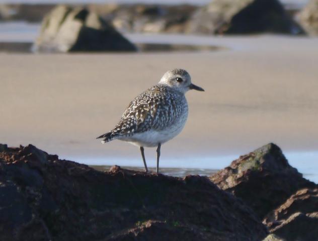 Invernantes inusuales