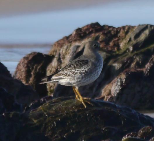 Invernantes inusuales