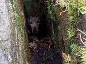 Perro perdido encontrado tras horas grieta gracias Internet