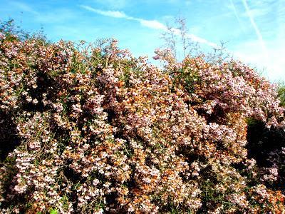 Comienzan las flores, ¡bienvenido invierno!