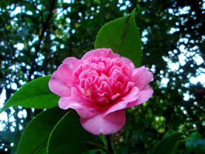 Comienzan las flores, ¡bienvenido invierno! Comienzan las flores, ¡bienvenido invierno!