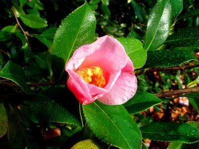 Comienzan las flores, ¡bienvenido invierno!