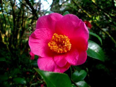 Comienzan las flores, ¡bienvenido invierno!