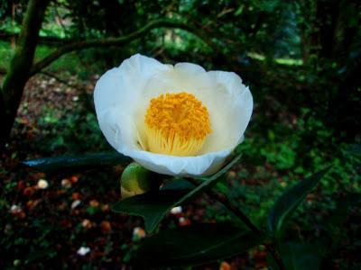 Comienzan las flores, ¡bienvenido invierno!