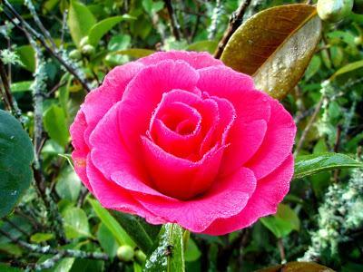 Comienzan las flores, ¡bienvenido invierno! Comienzan las flores, ¡bienvenido invierno!