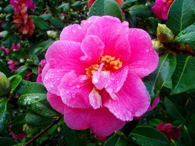 Comienzan las flores, ¡bienvenido invierno!