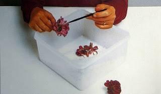 recipiente-para-secar-flores-con-gel-sílice-primera-capa