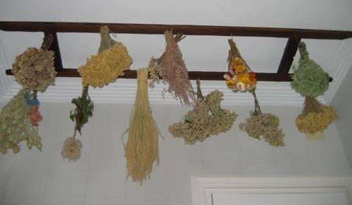 flores-colgadas-del-techo-para-secar-al-aire