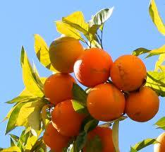 Perder peso y plantas medicinales