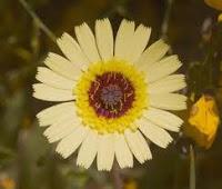 Perder peso y plantas medicinales