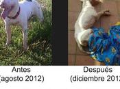 todos aquellos adoren animales: ¡Justicia para Max!