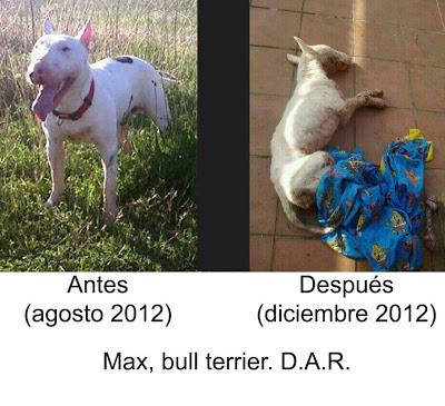 A todos aquellos que adoren a los animales: JUSTICIA PARA MAX!!.