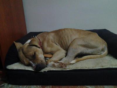 ELLOS SON LAS VICTIMAS, NOS NECESITAN MÁS QUE NUNCA. PERRERA DE BADAJOZ.