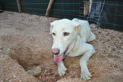ELLOS SON LAS VICTIMAS, NOS NECESITAN MÁS QUE NUNCA. PERRERA DE BADAJOZ.