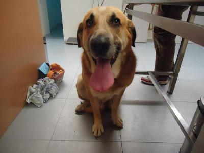 ELLOS SON LAS VICTIMAS, NOS NECESITAN MÁS QUE NUNCA. PERRERA DE BADAJOZ.