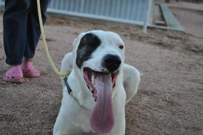 ELLOS SON LAS VICTIMAS, NOS NECESITAN MÁS QUE NUNCA. PERRERA DE BADAJOZ.