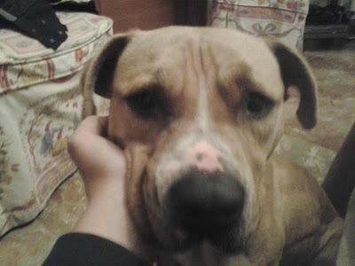 ELLOS SON LAS VICTIMAS, NOS NECESITAN MÁS QUE NUNCA. PERRERA DE BADAJOZ.