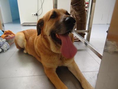 ELLOS SON LAS VICTIMAS, NOS NECESITAN MÁS QUE NUNCA. PERRERA DE BADAJOZ.