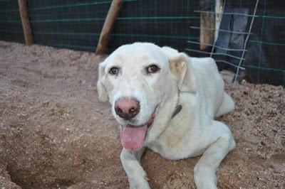 ELLOS SON LAS VICTIMAS, NOS NECESITAN MÁS QUE NUNCA. PERRERA DE BADAJOZ.