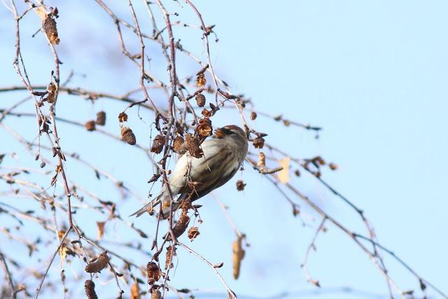 2013 un buen comienzo/2013 a good start