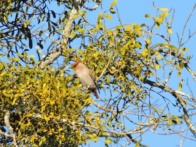 2013 un buen comienzo/2013 a good start