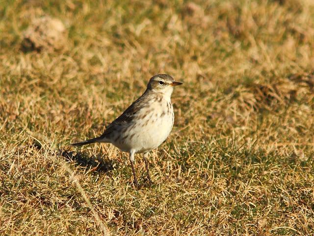 2013 un buen comienzo/2013 a good start