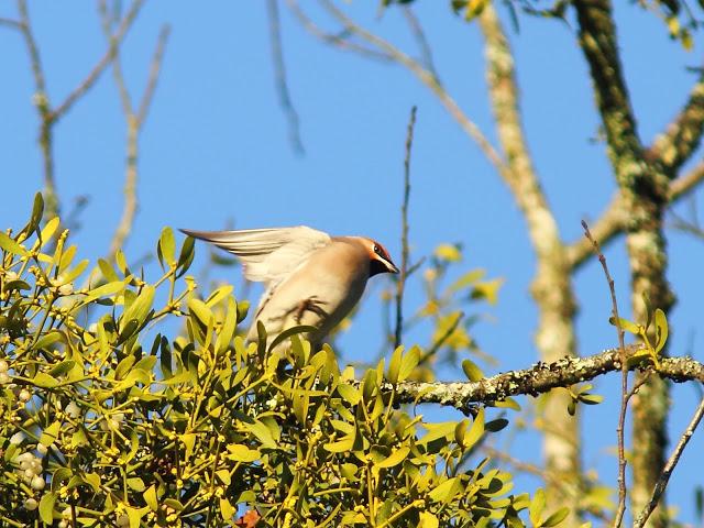 2013 un buen comienzo/2013 a good start