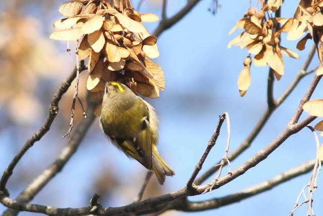 2013 un buen comienzo/2013 a good start