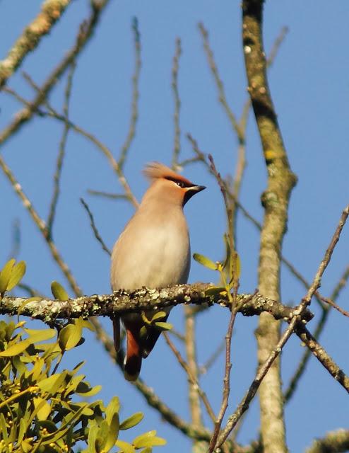 2013 un buen comienzo/2013 a good start