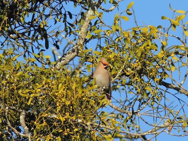 2013 un buen comienzo/2013 a good start