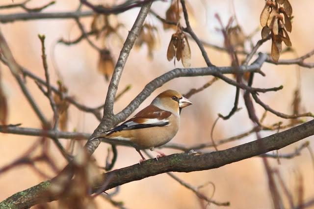2013 un buen comienzo/2013 a good start