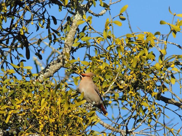2013 un buen comienzo/2013 a good start