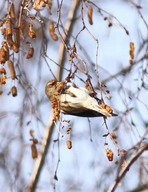 2013 un buen comienzo/2013 a good start
