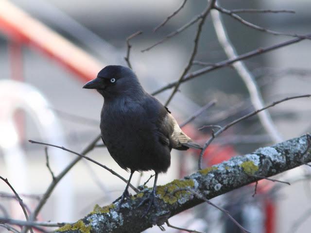 2013 un buen comienzo/2013 a good start