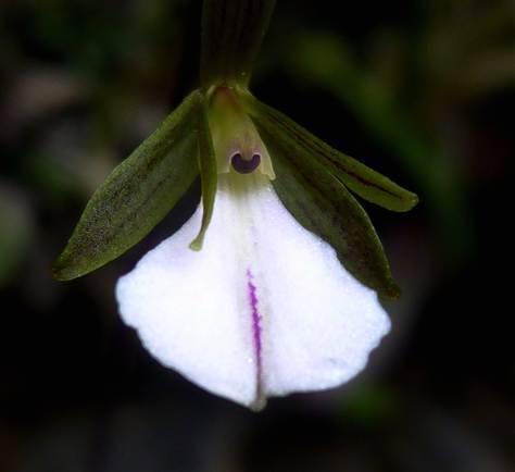orquídea-tetramica-riparia-nueva-especie-de-orquídea-en-cuba