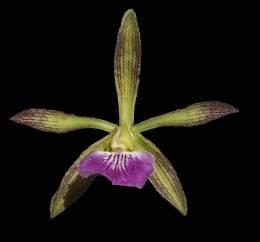 orquídea-encyclia-navarroi