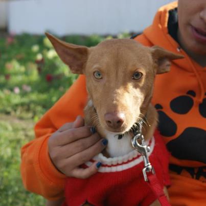 Foto: PAO NECESITA  ADOPCIÓNEste pequeñin se llama Pao, es hermanito de Neiss. Es un podenco de tamaño mediano, pesa 9 kg, y tiene tan solo seis meses de edad.Lo rescataron el 19 de octubre, un poco más tarde que su hermano, ya que no se dejaba coger por el miedo que tenía. Aún se muestra un poco miedoso, pero esperamos que vaya cogiendo confianza en los próximos días.Adopcion: adopciones@zarpa.orgAcogidas: acodidas@zarpa.org (acogidas solo Zaragoza y alrededores)Si no puedes adoptar acoge y si no puedes acoger difunde por favor!También puedes hacerte voluntario y vivir una gran experiencia compartiendo tu tiempo con ellos! voluntarios@zarpa.org
