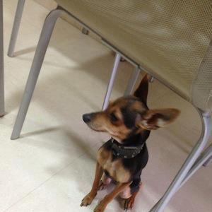 Foto: Se busca Ratón de Praga de 8 meses llamado Luffy desaparecido el dia 30 de diciembre de 2012 por la tarde en Calafell. Corre mucho, es muy pequeñito y llevaba de collar una pulsera de Diesel. (el de la foto) Por favor, si alguien lo viese o lo tuviese contacten con: Móvil: 666186839/659947851 email: ithan_r@hotmail.com/ malva_gargui@hotmail.com SE GRATIFICARÁ! Gracias!