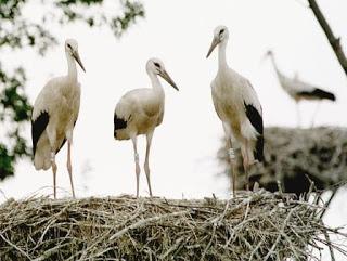 Cigonyes Rosé 2012, de  Castillo de Perelada