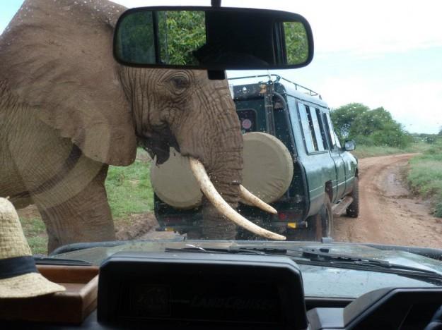Daniel perseguido por elefantes en África