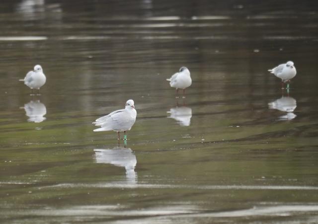 Arribada de cabecinegras, alemanas y húngaras