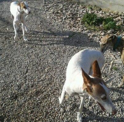 Foto: La podenquita que vivía atada a una cuerda de metro y medio corriendo en libertad, salvada :-)  http://perrosdecasa.blogspot.com.es/2012/12/toda-su-vida-atada-una-cadena-de-metro.html